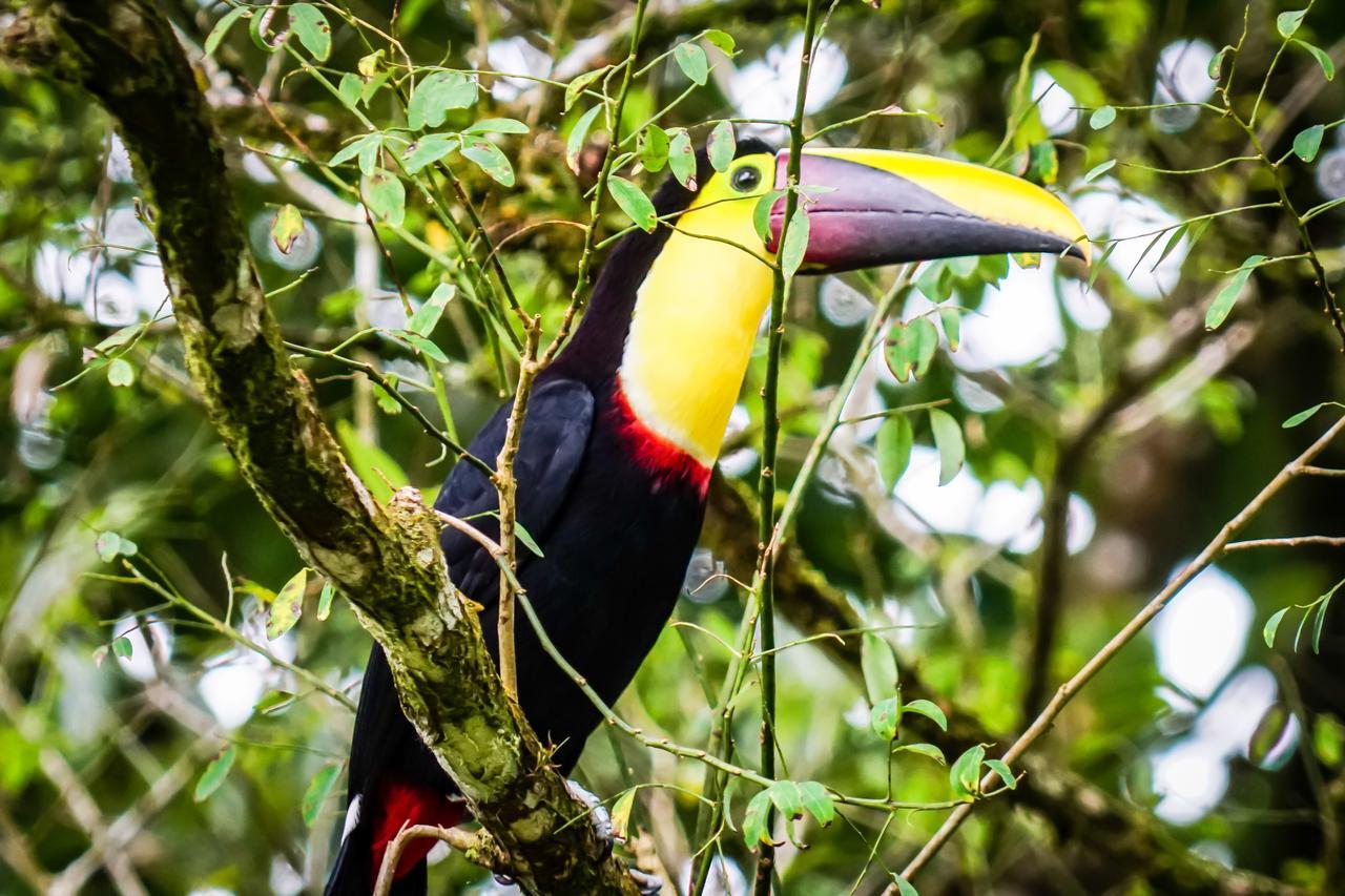 Hotel Faro Arenal La Fortuna Kültér fotó