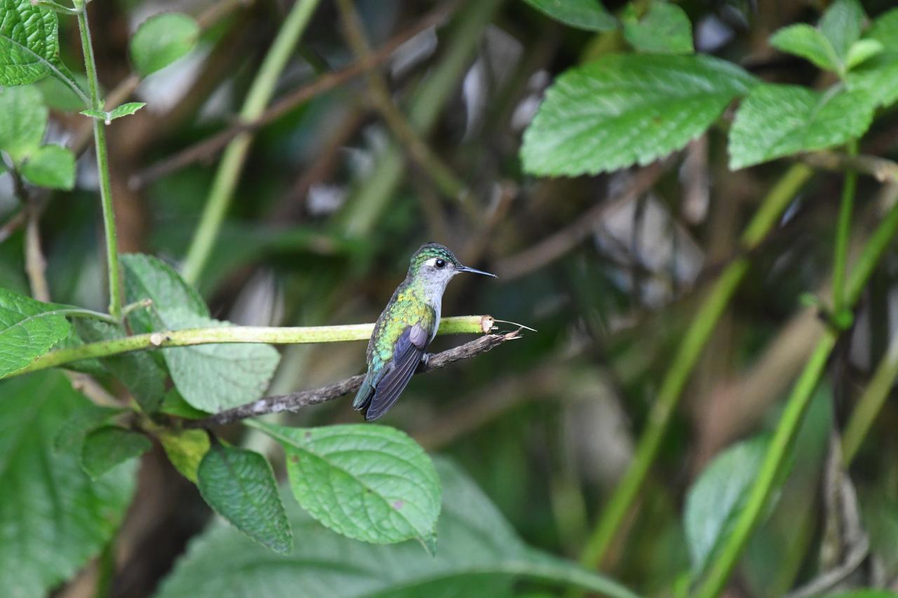 Hotel Faro Arenal La Fortuna Kültér fotó